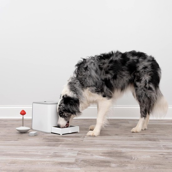 PetSafe Teach and Treat Remote Control Dog Reward Trainer Training and Positive Reinforcement 4D Batteries Required Grey PetSafe Teach and Treat Remote Control Dog Reward Trainer Training and Positive Reinforcement 4D Batteries Required Grey
