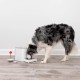 PetSafe Teach and Treat Remote Control Dog Reward Trainer Training and Positive Reinforcement 4D Batteries Required Grey PetSafe Teach and Treat Remote Control Dog Reward Trainer Training and Positive Reinforcement 4D Batteries Required Grey