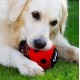 Petface Cody The Caterpillar Plush Dog Toy Petface Cody The Caterpillar Plush Dog Toy