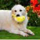 Petface Cody The Caterpillar Plush Dog Toy Petface Cody The Caterpillar Plush Dog Toy