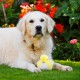 Petface Cody The Caterpillar Plush Dog Toy Petface Cody The Caterpillar Plush Dog Toy