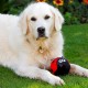 Petface Cody The Caterpillar Plush Dog Toy Petface Cody The Caterpillar Plush Dog Toy