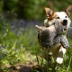 Petface Cyril The Squirrel Plush Dog Toy with Integrated Squeaker (Pack of 1)