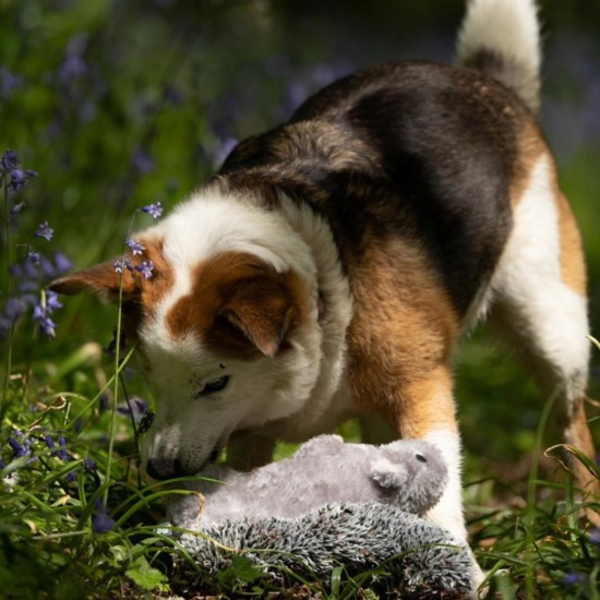 Petface Cyril The Squirrel Plush Dog Toy with Integrated Squeaker (Pack of 1) Petface Cyril The Squirrel Plush Dog Toy with Integrated Squeaker (Pack of 1)