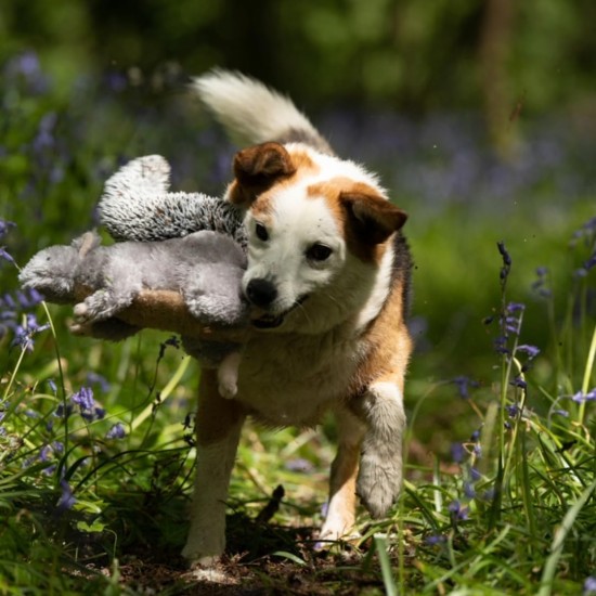 Petface Cyril The Squirrel Plush Dog Toy with Integrated Squeaker (Pack of 1) Petface Cyril The Squirrel Plush Dog Toy with Integrated Squeaker (Pack of 1)