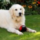 Petface Farmyard Buddies Hetty the Highland Cow Plush Dog Toy Petface Farmyard Buddies Hetty the Highland Cow Plush Dog Toy
