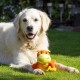 Petface Farmyard Buddies Hetty the Highland Cow Plush Dog Toy Petface Farmyard Buddies Hetty the Highland Cow Plush Dog Toy
