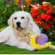 Petface Farmyard Buddies Hetty the Highland Cow Plush Dog Toy Petface Farmyard Buddies Hetty the Highland Cow Plush Dog Toy