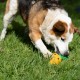 Petface Honking Duck Dog Toy