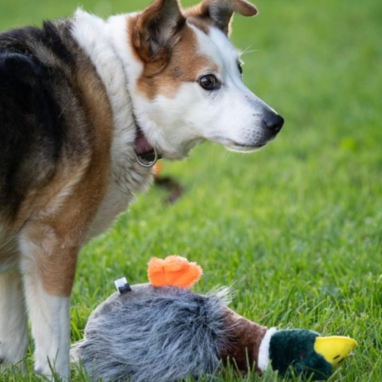 Petface Honking Duck Dog Toy Petface Honking Duck Dog Toy