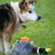 Petface Honking Duck Dog Toy