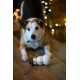 Petface Ivy Ice Skate Plush Dog Toy with Integrated Squeaker Petface Ivy Ice Skate Plush Dog Toy with Integrated Squeaker