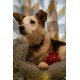 Petface Ivy Ice Skate Plush Dog Toy with Integrated Squeaker Petface Ivy Ice Skate Plush Dog Toy with Integrated Squeaker