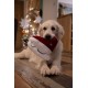 Petface Ivy Ice Skate Plush Dog Toy with Integrated Squeaker Petface Ivy Ice Skate Plush Dog Toy with Integrated Squeaker