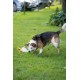 Petface Latex Chicken Dog Toy, Large Petface Latex Chicken Dog Toy, Large