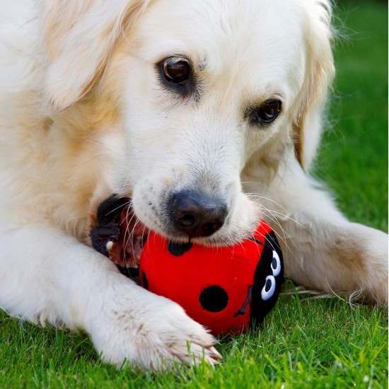 Petface Lindy The Ladybird Plush Dog Toy Petface Lindy The Ladybird Plush Dog Toy