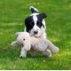 Petface (Little Betty Elephant Plush Puppy Dog Toy Petface (Little Betty Elephant Plush Puppy Dog Toy
