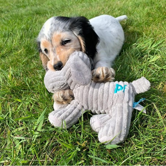 Petface (Little Betty Elephant Plush Puppy Dog Toy Petface (Little Betty Elephant Plush Puppy Dog Toy