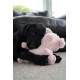 Petface (Little Peony Pig Plush Dog Toy (Pack of 1) Petface (Little Peony Pig Plush Dog Toy (Pack of 1)