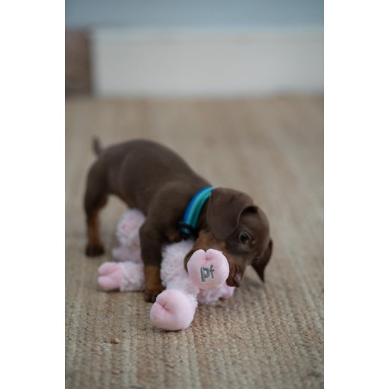 Petface (Little Peony Pig Plush Dog Toy (Pack of 1) Petface (Little Peony Pig Plush Dog Toy (Pack of 1)