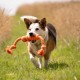 Petface Outdoor Paws Glow in the Dark Silicone Frisbee Dog Toy, 17.5 cm (Pack of 1) Petface Outdoor Paws Glow in the Dark Silicone Frisbee Dog Toy, 17.5 cm (Pack of 1)