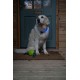 Petface Outdoor Paws Glow in the Dark Silicone Frisbee Dog Toy, 17.5 cm (Pack of 1) Petface Outdoor Paws Glow in the Dark Silicone Frisbee Dog Toy, 17.5 cm (Pack of 1)