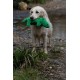 Petface Planet Carlos the Crocodile Eco-Friendly Plush Dog Toy Made from Recycled Plastic Bottles Petface Planet Carlos the Crocodile Eco-Friendly Plush Dog Toy Made from Recycled Plastic Bottles
