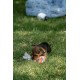 Petface Retro 3D Glasses Plush Dog Toy Petface Retro 3D Glasses Plush Dog Toy