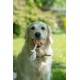 Petface Retro Camera Plush Dog Toy Petface Retro Camera Plush Dog Toy