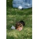 Petface Retro Camera Plush Dog Toy Petface Retro Camera Plush Dog Toy