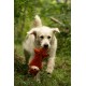 Petface Saffia Squirrel Crinkle Dog Toy (Pack of 1) Petface Saffia Squirrel Crinkle Dog Toy (Pack of 1)