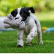 Petface Small Animal Face Freddi Cord Toy - Squeaky Puppy/Dog Toy Petface Small Animal Face Freddi Cord Toy - Squeaky Puppy/Dog Toy