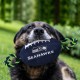 Pets First NFL PHILADELPHIA EAGLES Nylon Football Dog Toy with inner SQUEAKER & Pull Ropes PET SPORTS TOY Pets First NFL PHILADELPHIA EAGLES Nylon Football Dog Toy with inner SQUEAKER & Pull Ropes PET SPORTS TOY