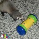 Pipolino Feeding Toy, X-Large Pipolino Feeding Toy, X-Large