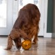 Planet Dog Orbee-Tuff Labyrinth Dog Toy, Interactive Treat Dispenser, Orange Planet Dog Orbee-Tuff Labyrinth Dog Toy, Interactive Treat Dispenser, Orange