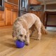 Planet Dog Orbee-Tuff Snoop Interactive Toy for Dogs – Snack Ball, Blue, Large Planet Dog Orbee-Tuff Snoop Interactive Toy for Dogs – Snack Ball, Blue, Large
