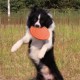 Poejetag Training Interactive Toy Pet Silicone Frisbee Game Outdoor Sports Toy for Small and Medium Dogs Black, Plastic, White Poejetag Training Interactive Toy Pet Silicone Frisbee Game Outdoor Sports Toy for Small and Medium Dogs Black, Plastic, White