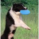 Poejetag Training Interactive Toy Pet Silicone Frisbee Game Outdoor Sports Toy for Small and Medium Dogs Black, Plastic, White Poejetag Training Interactive Toy Pet Silicone Frisbee Game Outdoor Sports Toy for Small and Medium Dogs Black, Plastic, White