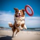 Record Paw Game for Dogs, Difficulty Level 3, Light Walnut Puzzle with Non-Slip Base, Size 24 x 24 x 2.5 cm Record Paw Game for Dogs, Difficulty Level 3, Light Walnut Puzzle with Non-Slip Base, Size 24 x 24 x 2.5 cm