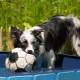Relaxdays Dog Pool, H x D: 30 x 160 cm, Foldable, with Drain Valve, Dog Paddling Pool for Cooling, PVC & MDF, Blue Relaxdays Dog Pool, H x D: 30 x 160 cm, Foldable, with Drain Valve, Dog Paddling Pool for Cooling, PVC & MDF, Blue