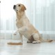 Relaxdays Intelligence Toy for Dogs, Hide Treats, Interactive Dog Toy, Intelligence, MDF, Natural/Blue, 1 Piece Relaxdays Intelligence Toy for Dogs, Hide Treats, Interactive Dog Toy, Intelligence, MDF, Natural/Blue, 1 Piece