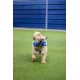 Rosewood Battersea Foam Frisbee Dog Toy, 23.5cm x 23.5cm, Lightweight, Durable, Frisbee for Fetch, Play and Training with Dogs Rosewood Battersea Foam Frisbee Dog Toy, 23.5cm x 23.5cm, Lightweight, Durable, Frisbee for Fetch, Play and Training with Dogs