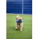 Rosewood Battersea Foam Frisbee Dog Toy, 23.5cm x 23.5cm, Lightweight, Durable, Frisbee for Fetch, Play and Training with Dogs Rosewood Battersea Foam Frisbee Dog Toy, 23.5cm x 23.5cm, Lightweight, Durable, Frisbee for Fetch, Play and Training with Dogs