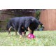 Rosewood Biosafe Puppy Treat ball Dispenser Blue