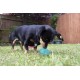 Rosewood Biosafe Puppy Treat ball Dispenser Blue