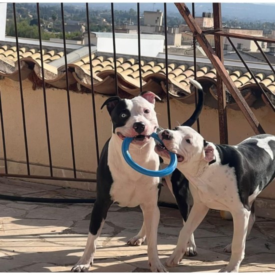 Sky Ring | Multifunctional Ring for Dogs | Throw and Pull | Flavored Natural Rubber | Active and Durable Play | Ideal for Medium Breeds (Medium Size) Sky Ring | Multifunctional Ring for Dogs | Throw and Pull | Flavored Natural Rubber | Active and Durable Play | Ideal for Medium Breeds (Medium Size)