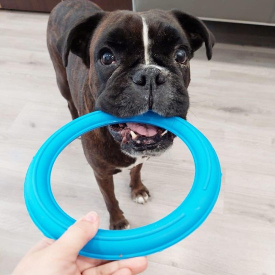 Sky Ring | Multifunctional Ring for Dogs | Throw and Pull | Flavored Natural Rubber | Active and Durable Play | Ideal for Medium Breeds (Medium Size) Sky Ring | Multifunctional Ring for Dogs | Throw and Pull | Flavored Natural Rubber | Active and Durable Play | Ideal for Medium Breeds (Medium Size)