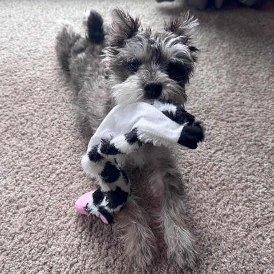 Spot Skinneeez Crinklers | Fabricless Dog Toy with Squeaker for Small Dogs | Crinkle Toy for Small Puppies | 14 Inch | Cow Design | Ethical Pet Spot Skinneeez Crinklers | Fabricless Dog Toy with Squeaker for Small Dogs | Crinkle Toy for Small Puppies | 14 Inch | Cow Design | Ethical Pet