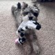 Spot Skinneeez Crinklers | Fabricless Dog Toy with Squeaker for Small Dogs | Crinkle Toy for Small Puppies | 14 Inch | Cow Design | Ethical Pet Spot Skinneeez Crinklers | Fabricless Dog Toy with Squeaker for Small Dogs | Crinkle Toy for Small Puppies | 14 Inch | Cow Design | Ethical Pet