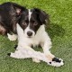 Spot Skinneeez Crinklers | Fabricless Dog Toy with Squeaker for Small Dogs | Crinkle Toy for Small Puppies | 14 Inch | Cow Design | Ethical Pet Spot Skinneeez Crinklers | Fabricless Dog Toy with Squeaker for Small Dogs | Crinkle Toy for Small Puppies | 14 Inch | Cow Design | Ethical Pet